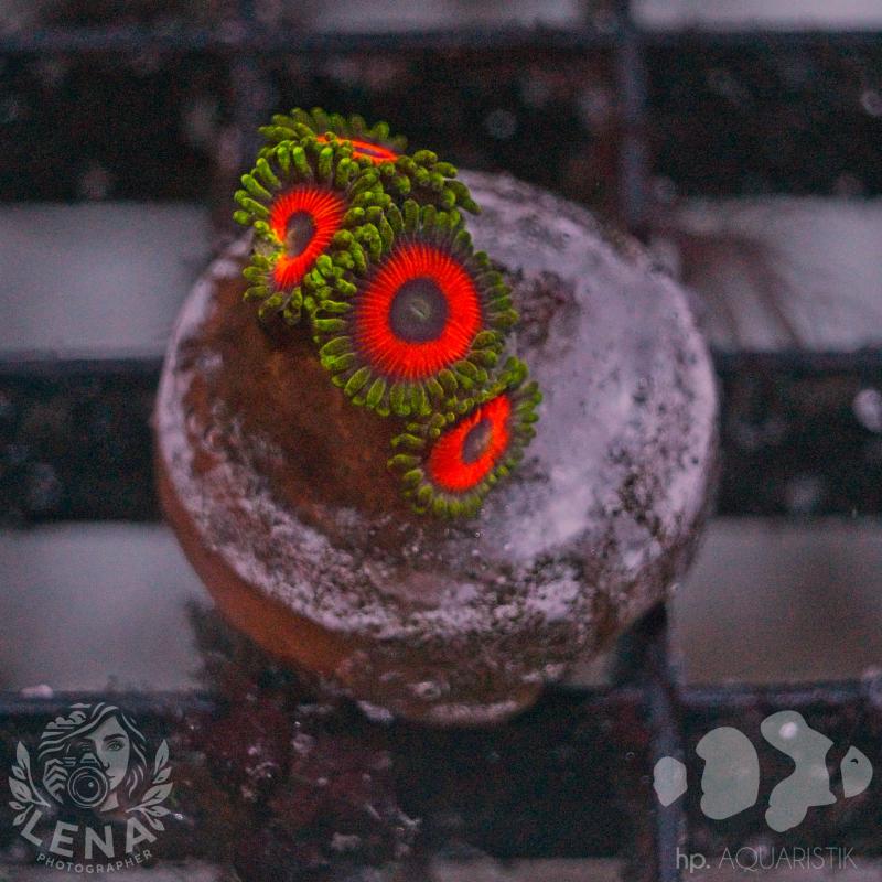Zoanthus Lemon